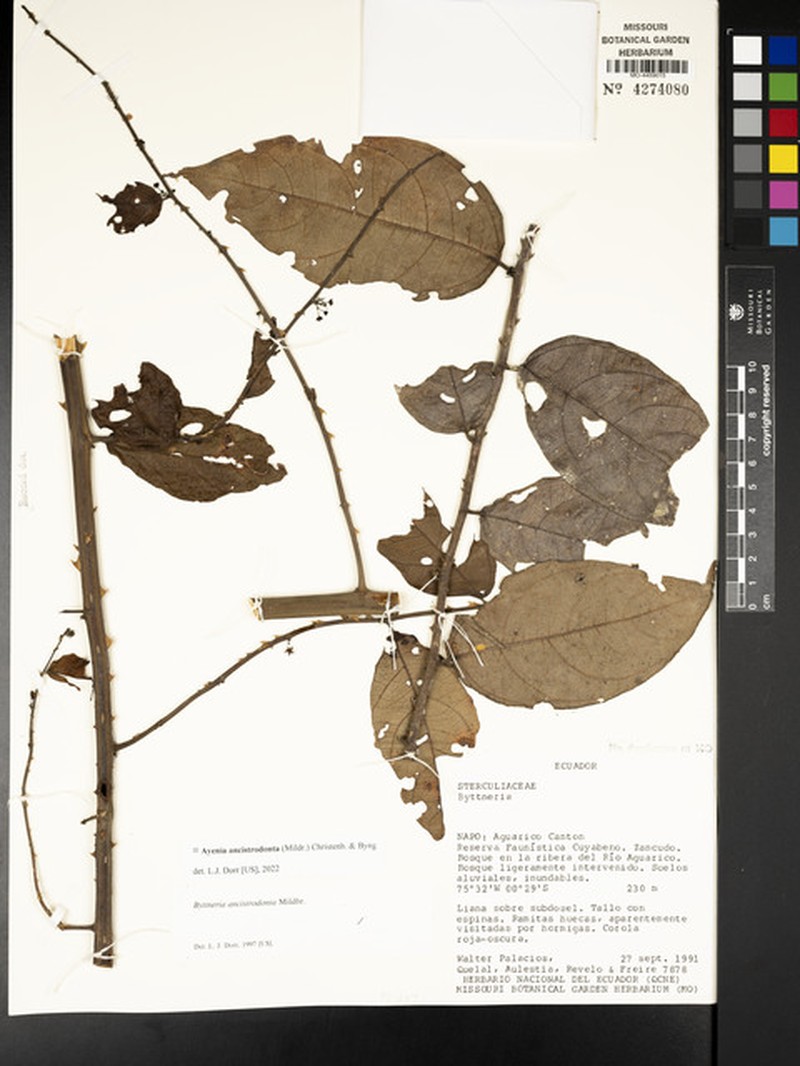 Ayenia asterotricha photo 2