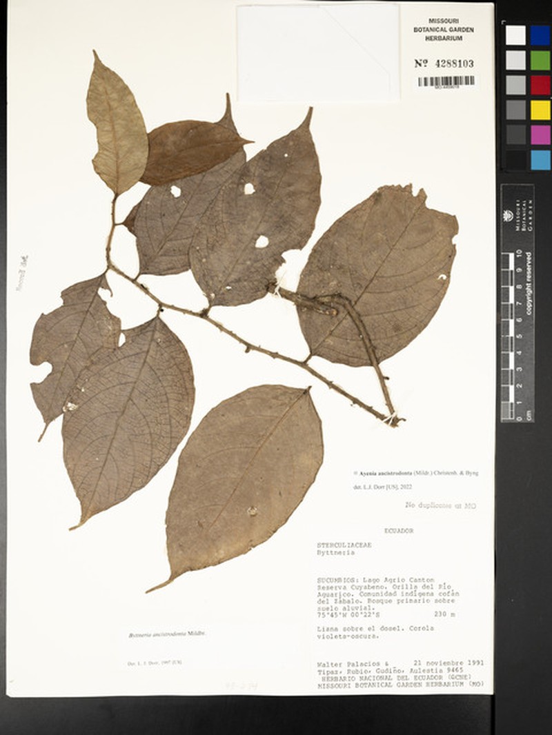 Ayenia asterotricha photo 3