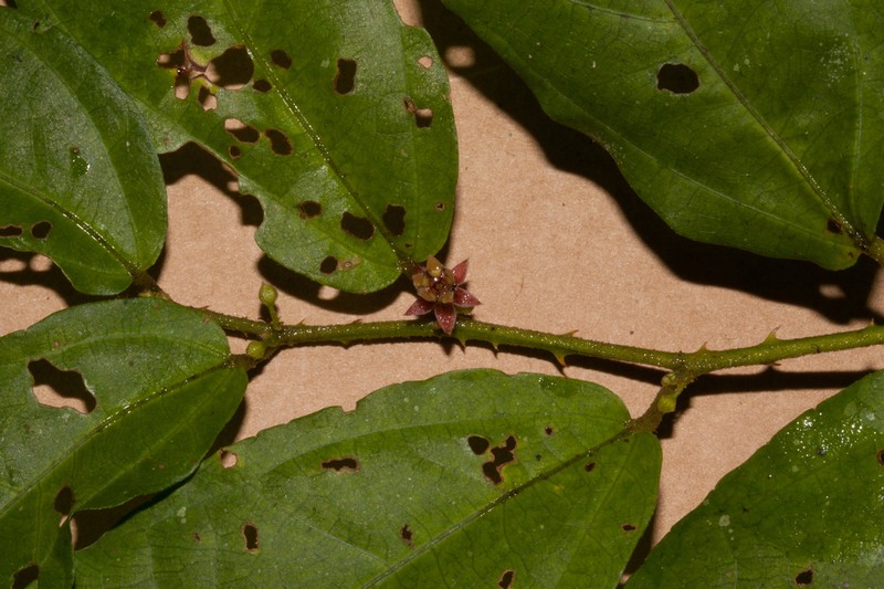 Ayenia aurantiaca