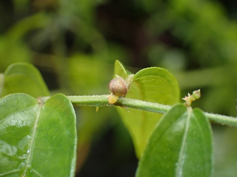 Ayenia aurantiaca photo 2