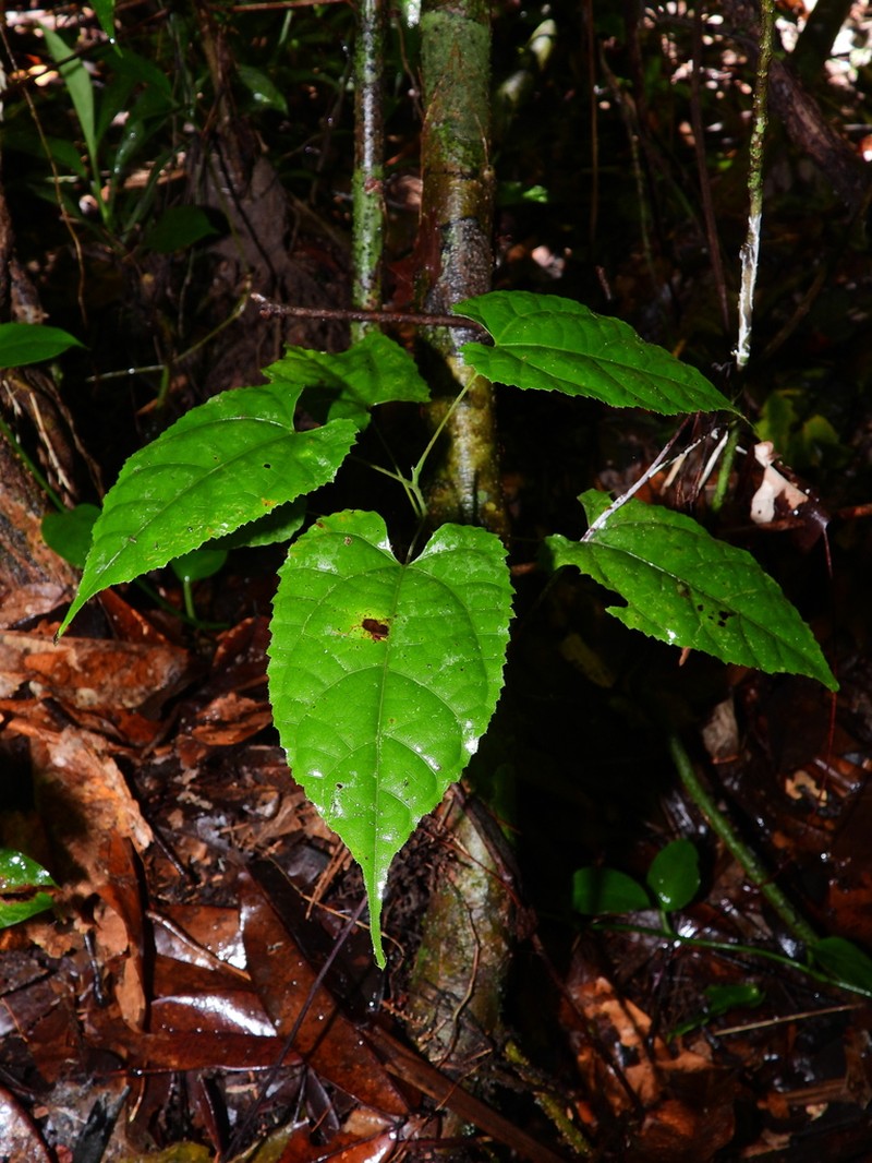 Ayenia byttnerioides