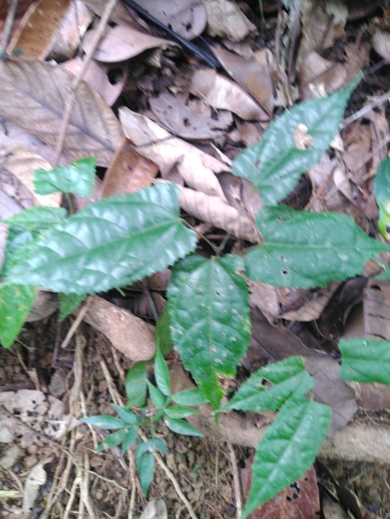 Ayenia byttnerioides photo 2