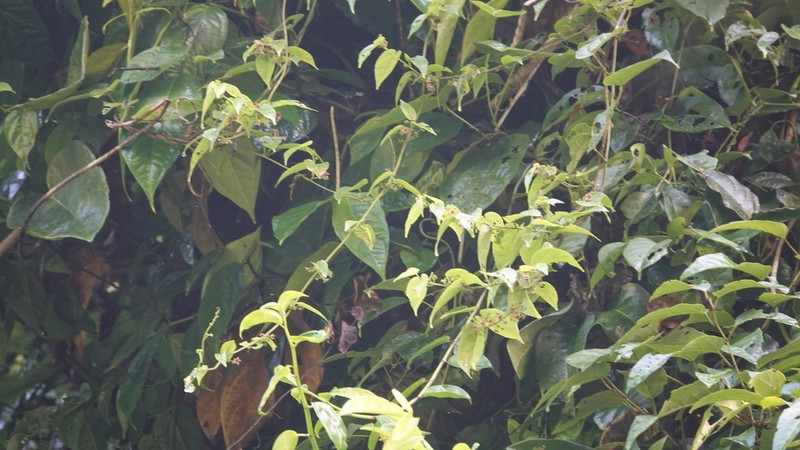 Ayenia byttnerioides photo 3