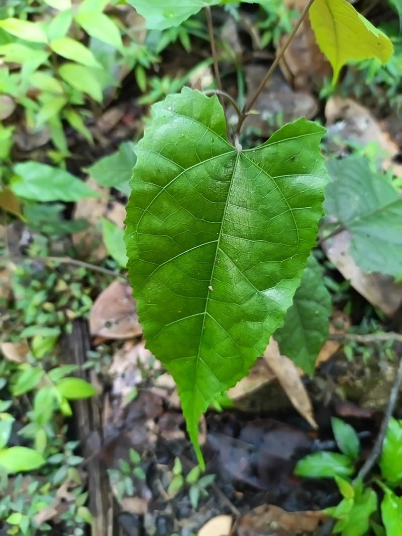 Ayenia byttnerioides photo 4