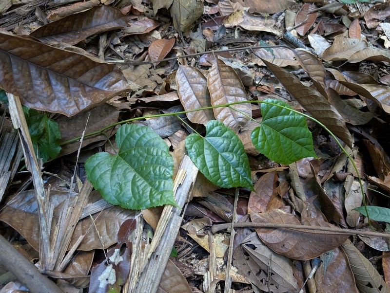 Ayenia byttnerioides photo 5