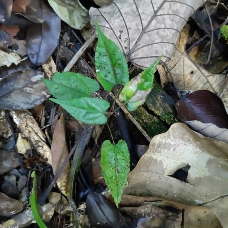 Ayenia byttnerioides photo 6