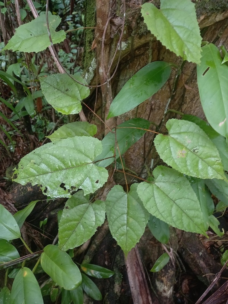 Ayenia byttnerioides photo 7
