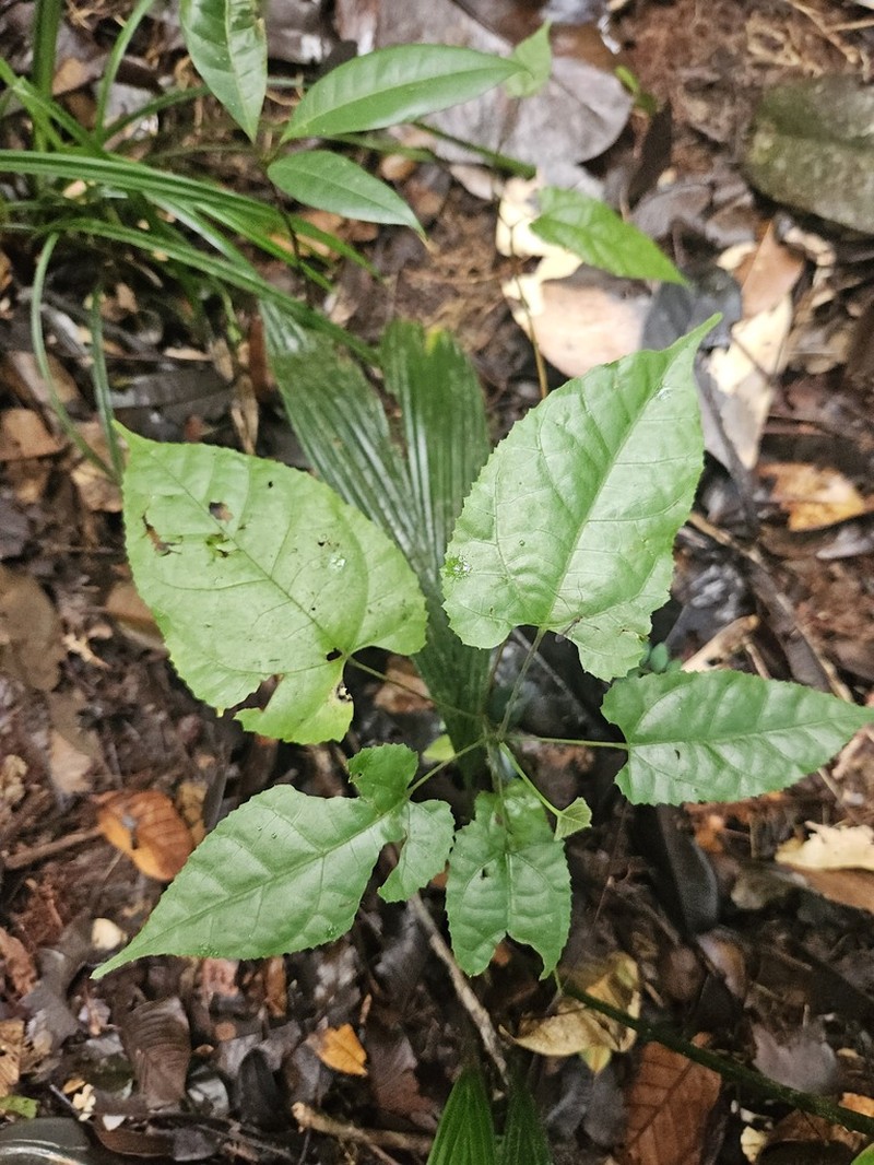 Ayenia byttnerioides photo 8