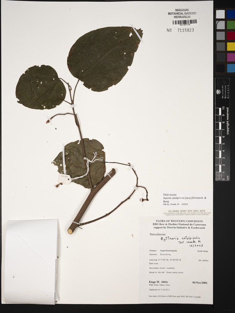 Ayenia catalpifolia photo 2