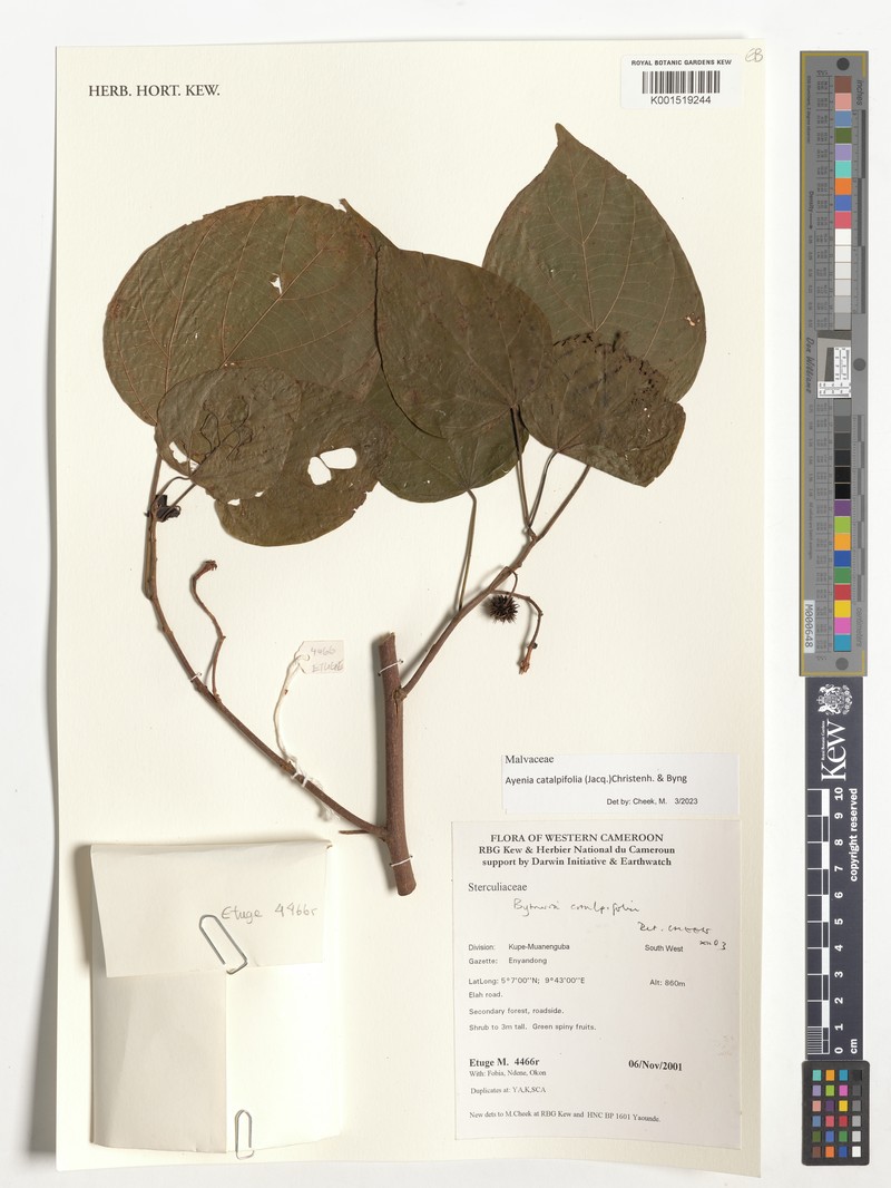 Ayenia catalpifolia photo 3