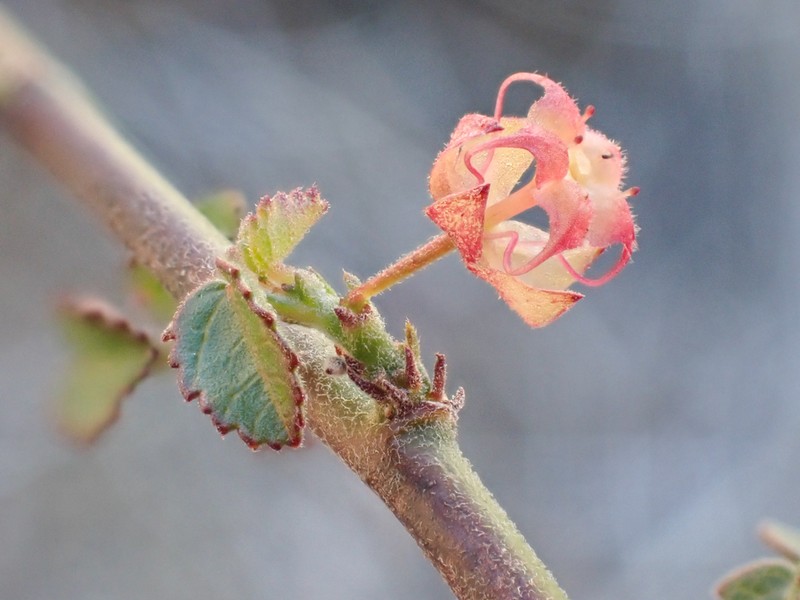 California Ayenia photo 2
