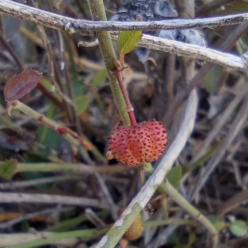 California Ayenia photo 3