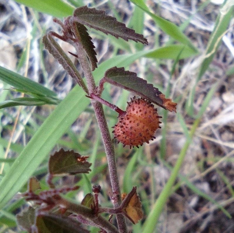 California Ayenia photo 4