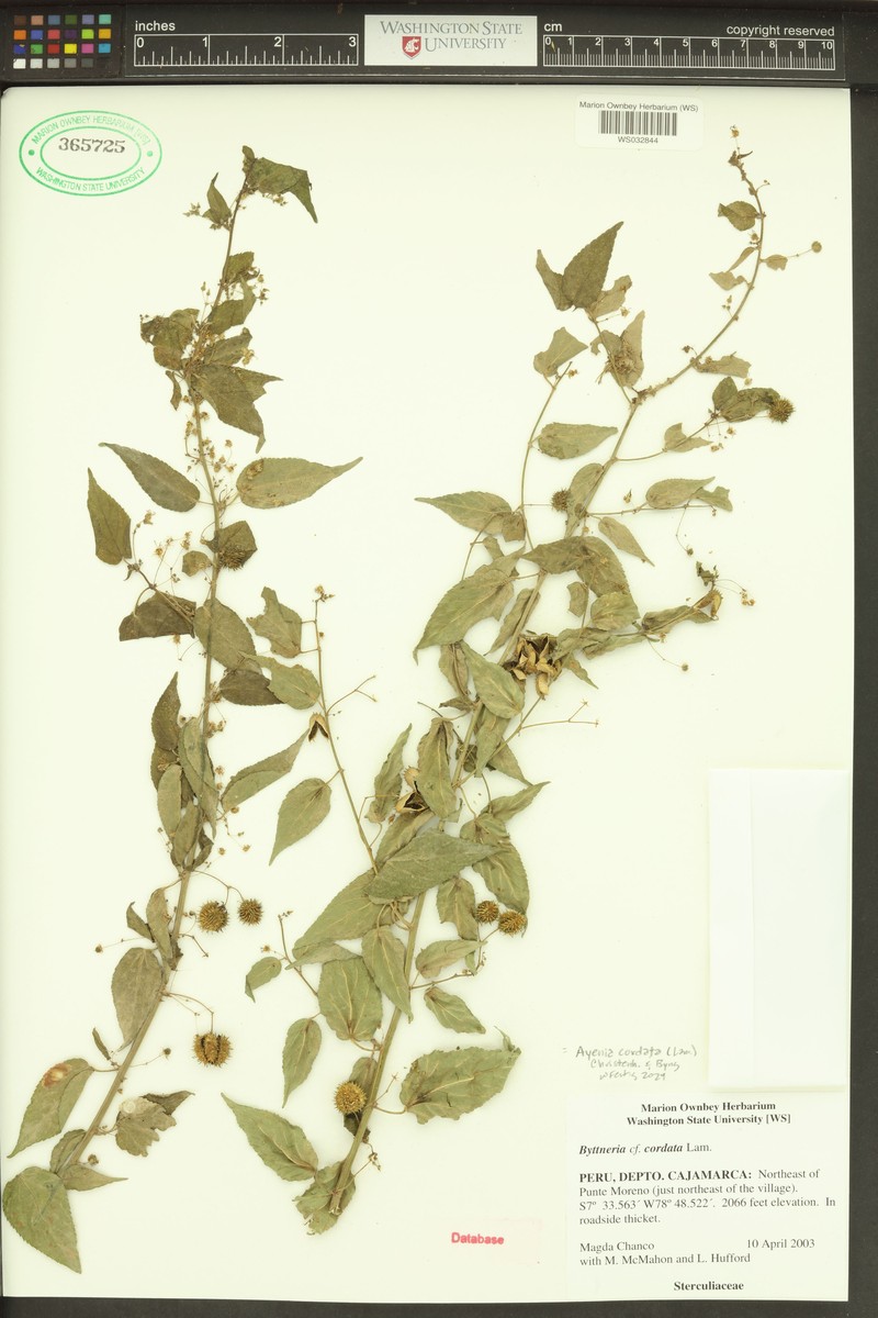 Ayenia cordata