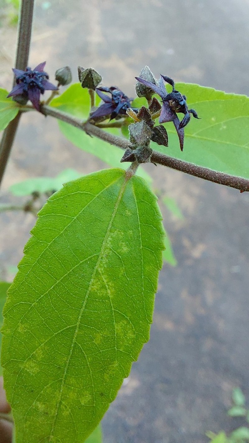 Ayenia divaricata photo 2
