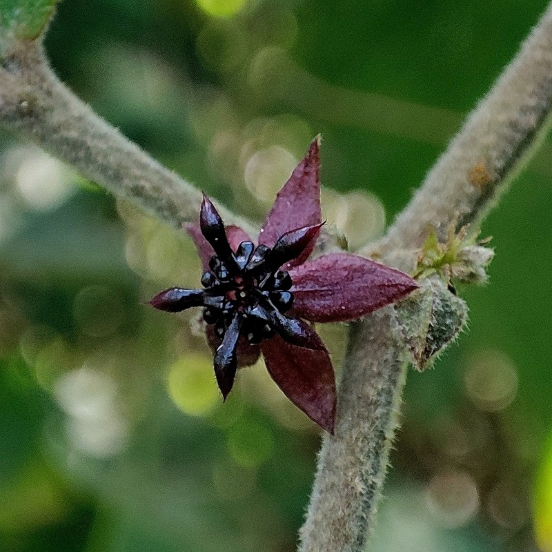 Ayenia divaricata photo 3