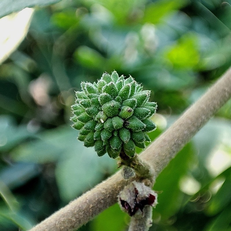 Ayenia divaricata photo 4