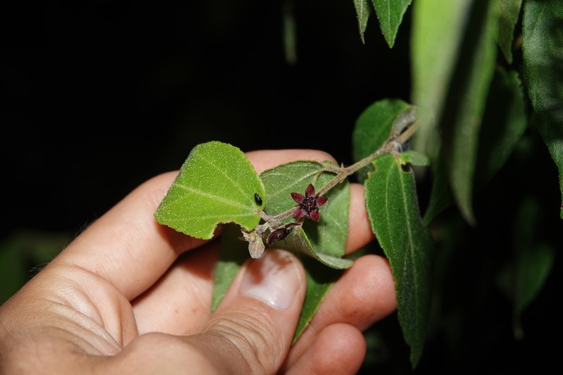 Ayenia divaricata photo 5