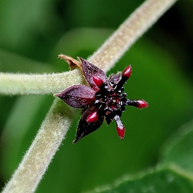 Ayenia divaricata photo 7