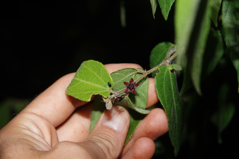 Ayenia divaricata photo 8