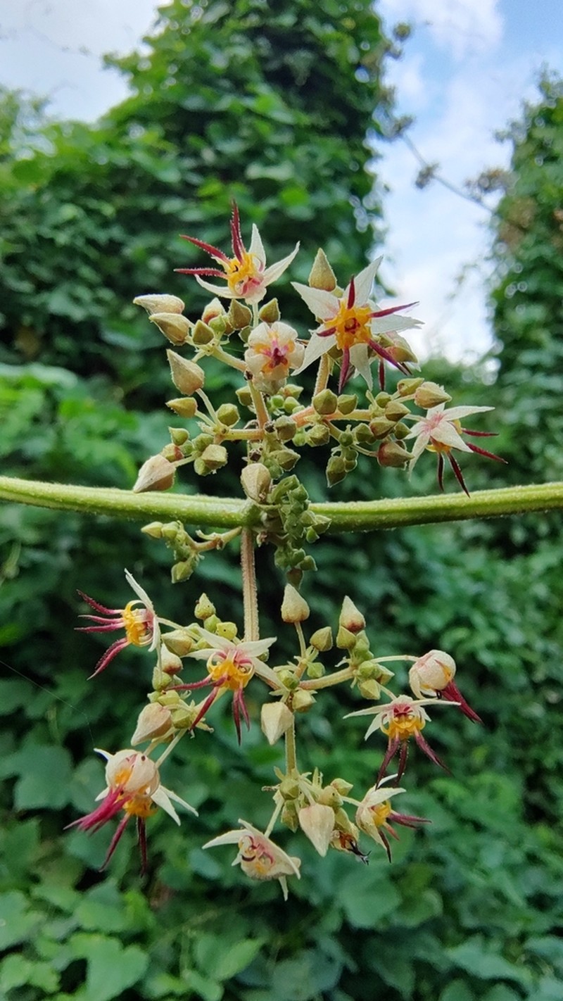 Ayenia elegans