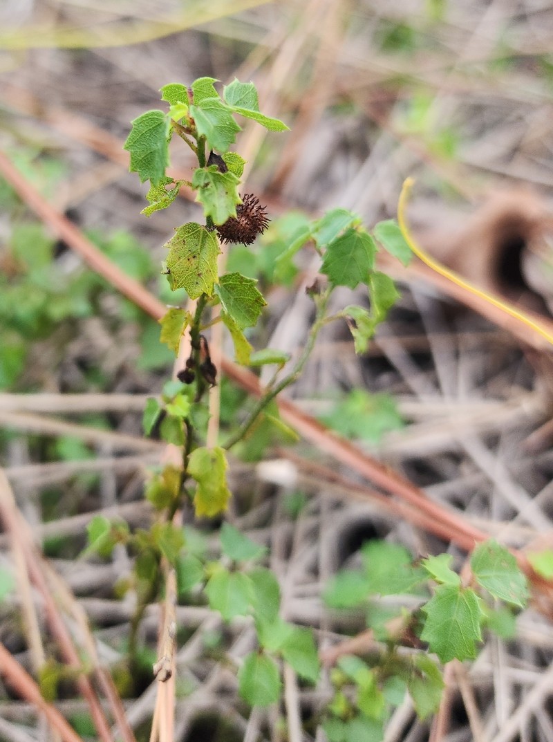 Eyebright Ayenia