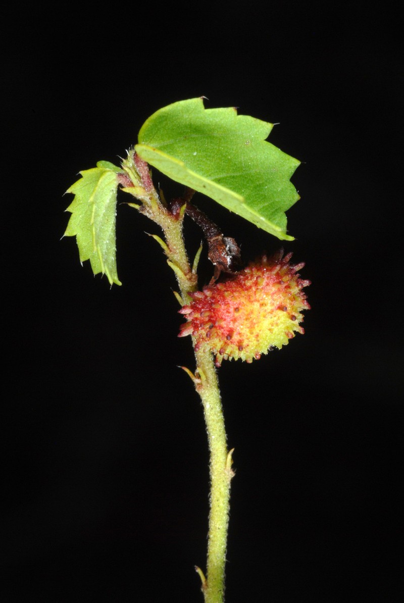 Eyebright Ayenia photo 2