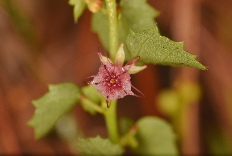 Eyebright Ayenia photo 4