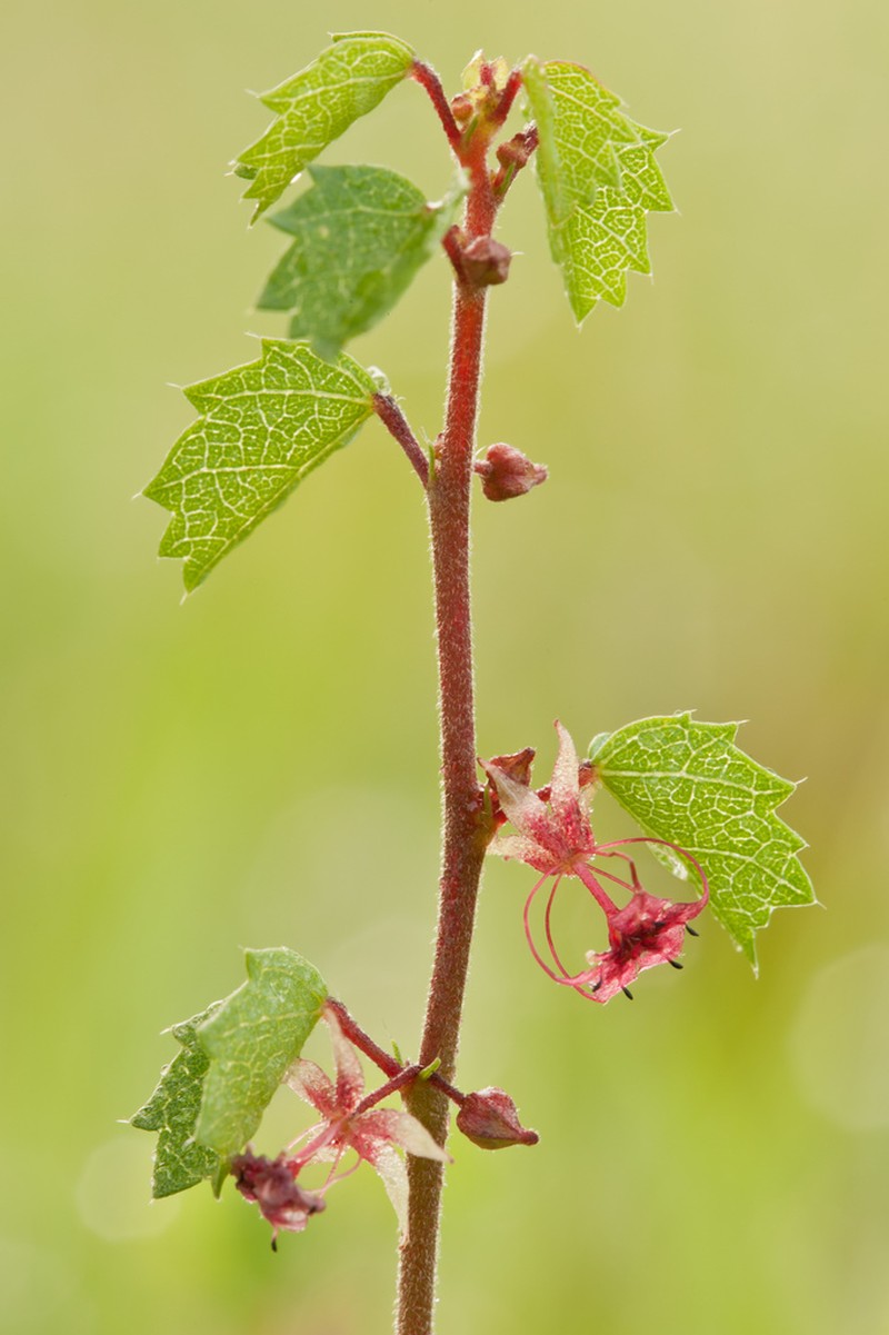 Eyebright Ayenia photo 5