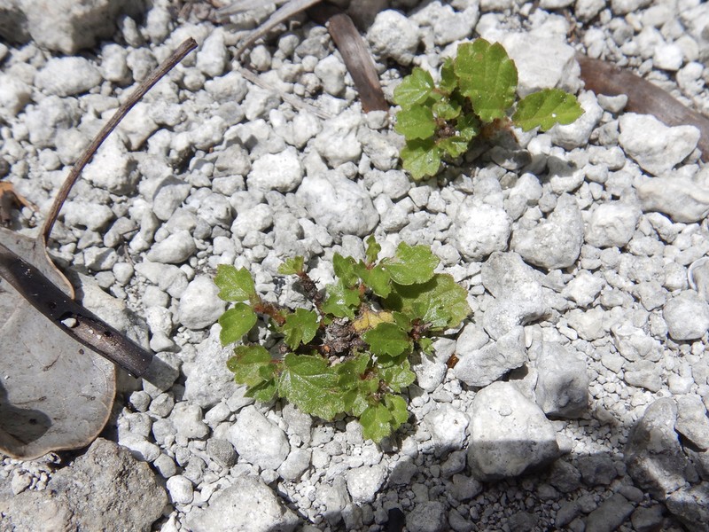 Eyebright Ayenia photo 6