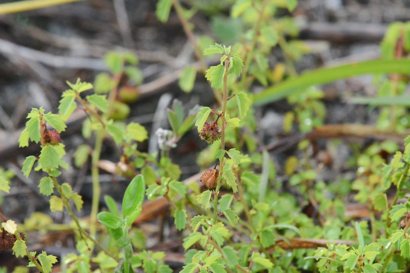 Eyebright Ayenia photo 7