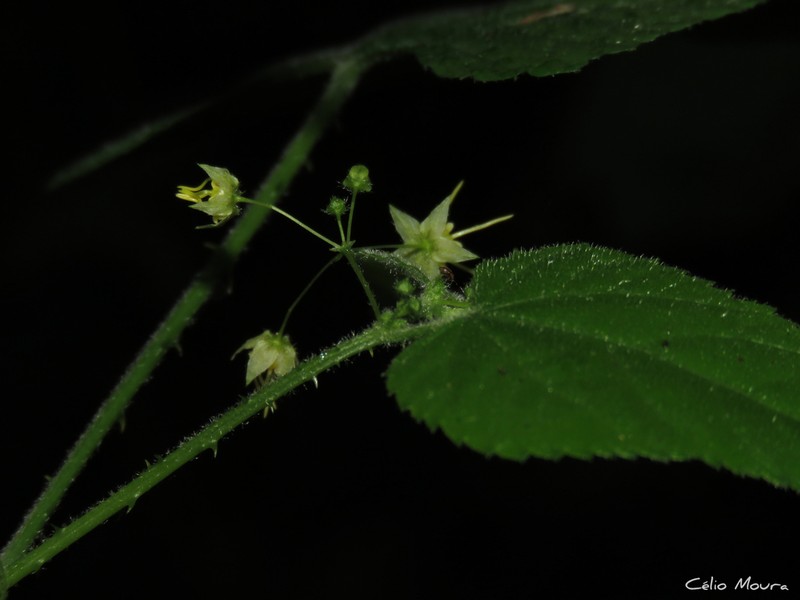 Ayenia fernandesii