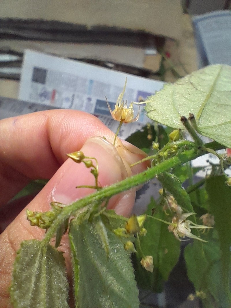 Ayenia fernandesii photo 2