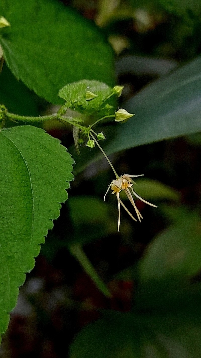 Ayenia fernandesii photo 3