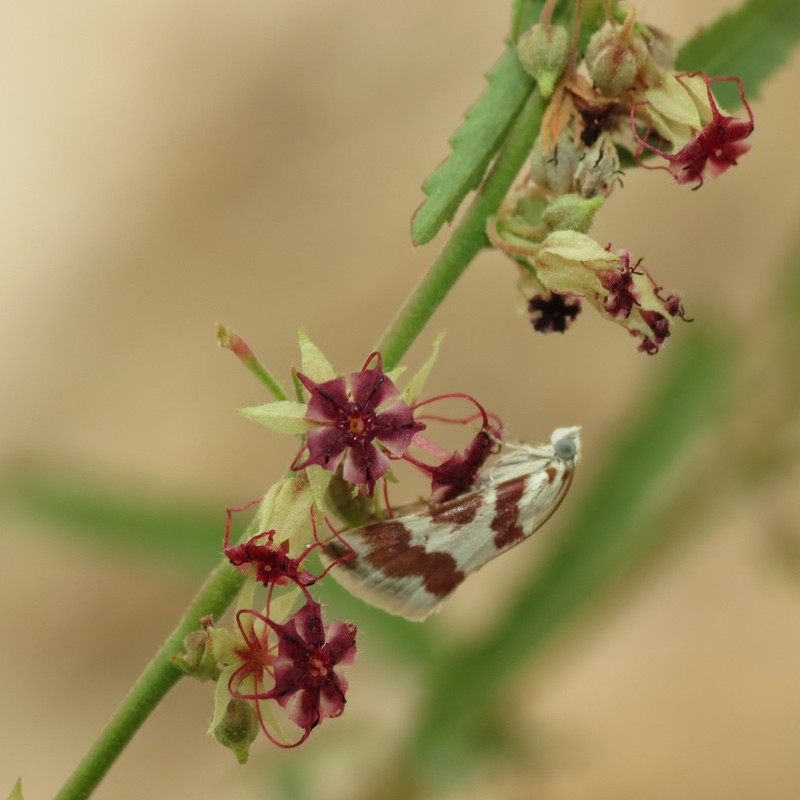 Trans-Pecos Ayenia photo 2