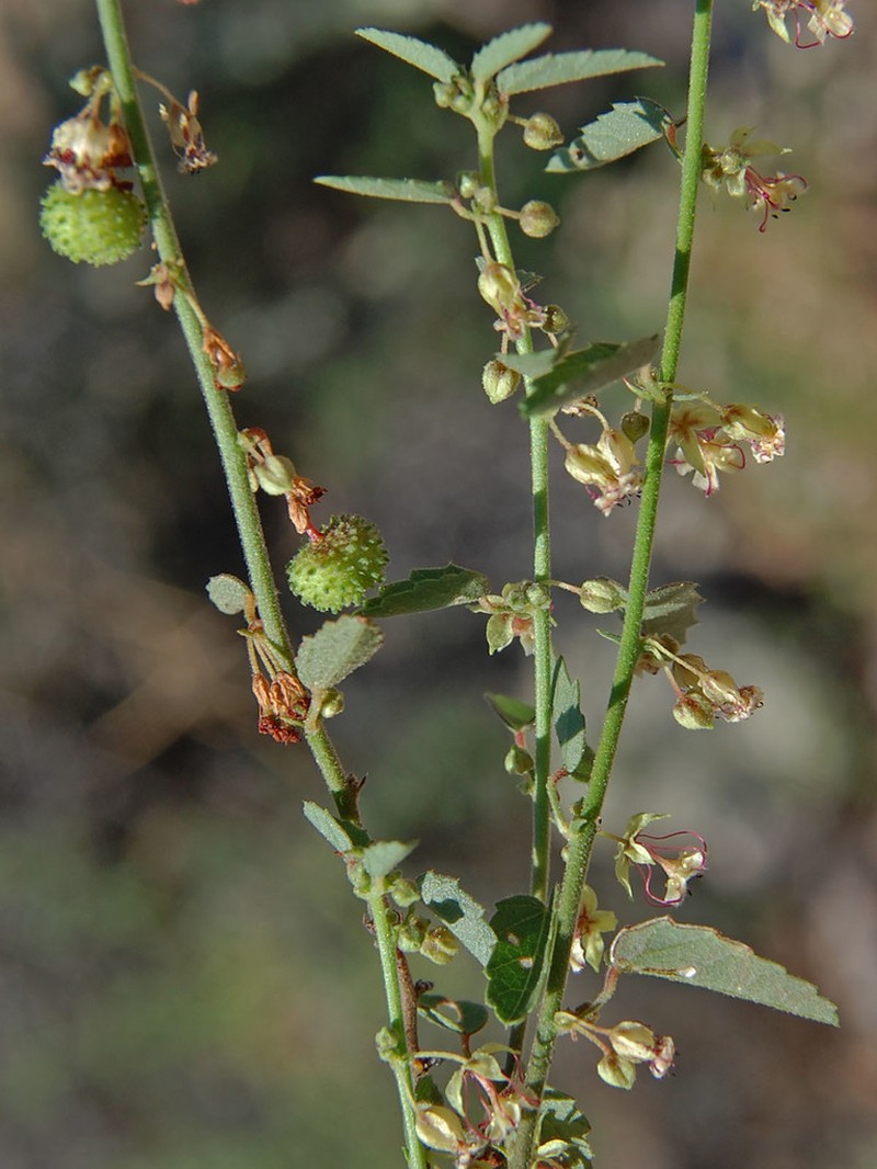Trans-Pecos Ayenia photo 4
