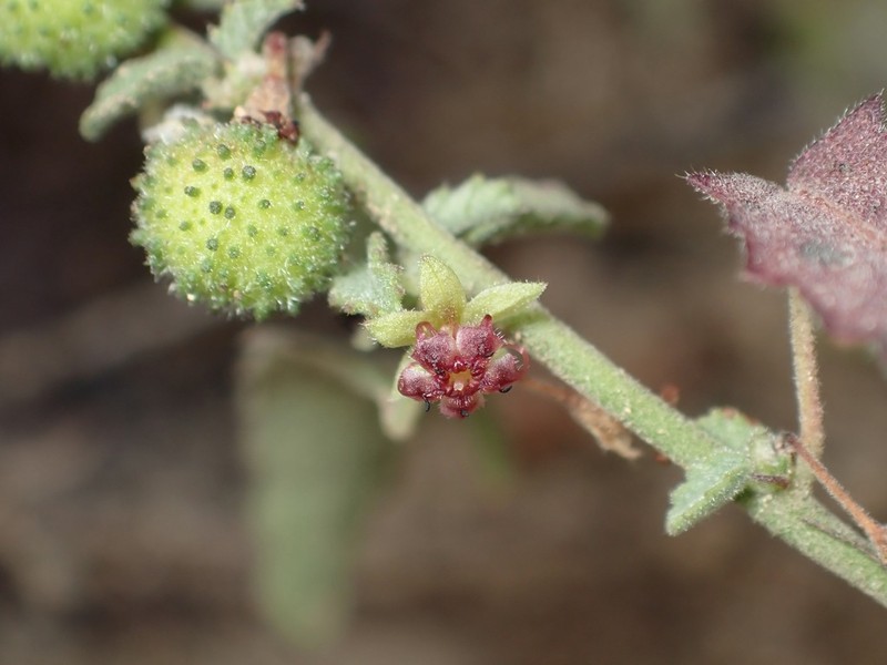 Trans-Pecos Ayenia photo 5