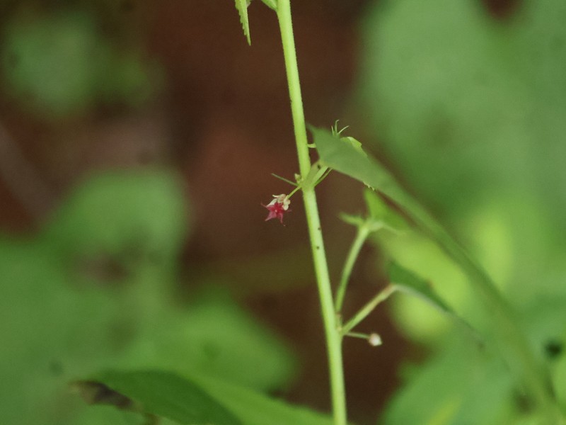 Trans-Pecos Ayenia photo 7