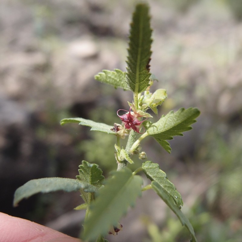 Trans-Pecos Ayenia photo 8