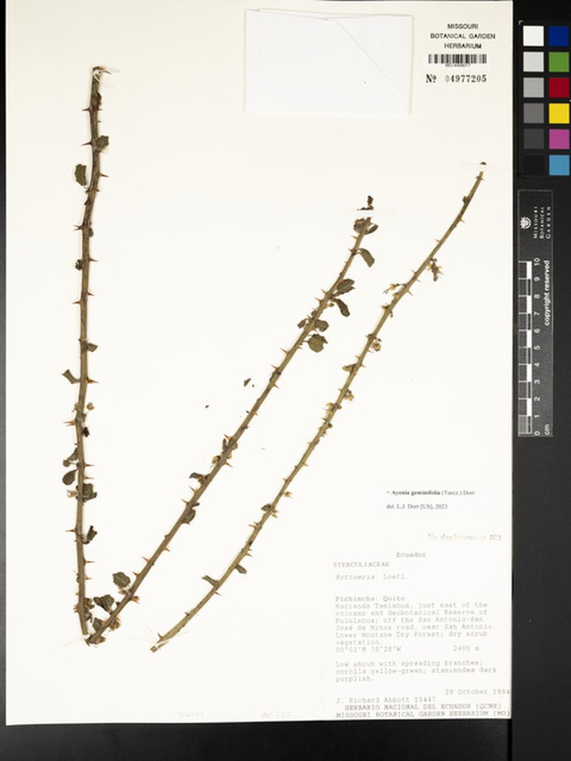 Ayenia geminifolia