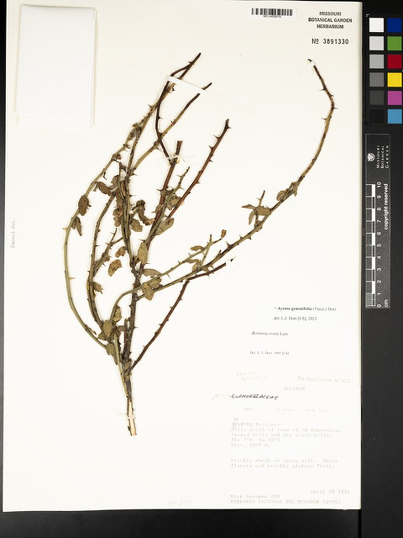 Ayenia geminifolia photo 2