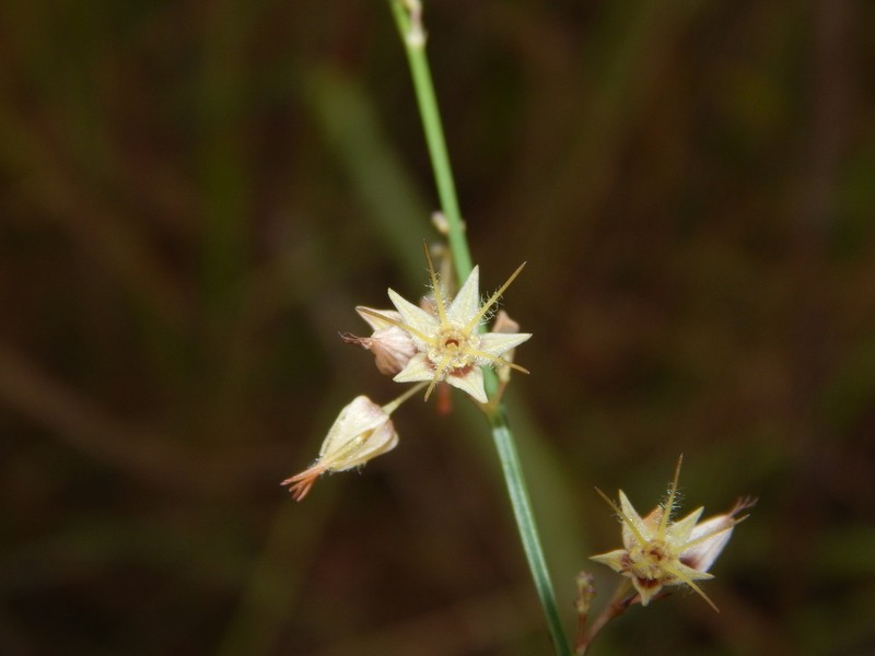 Ayenia genistella