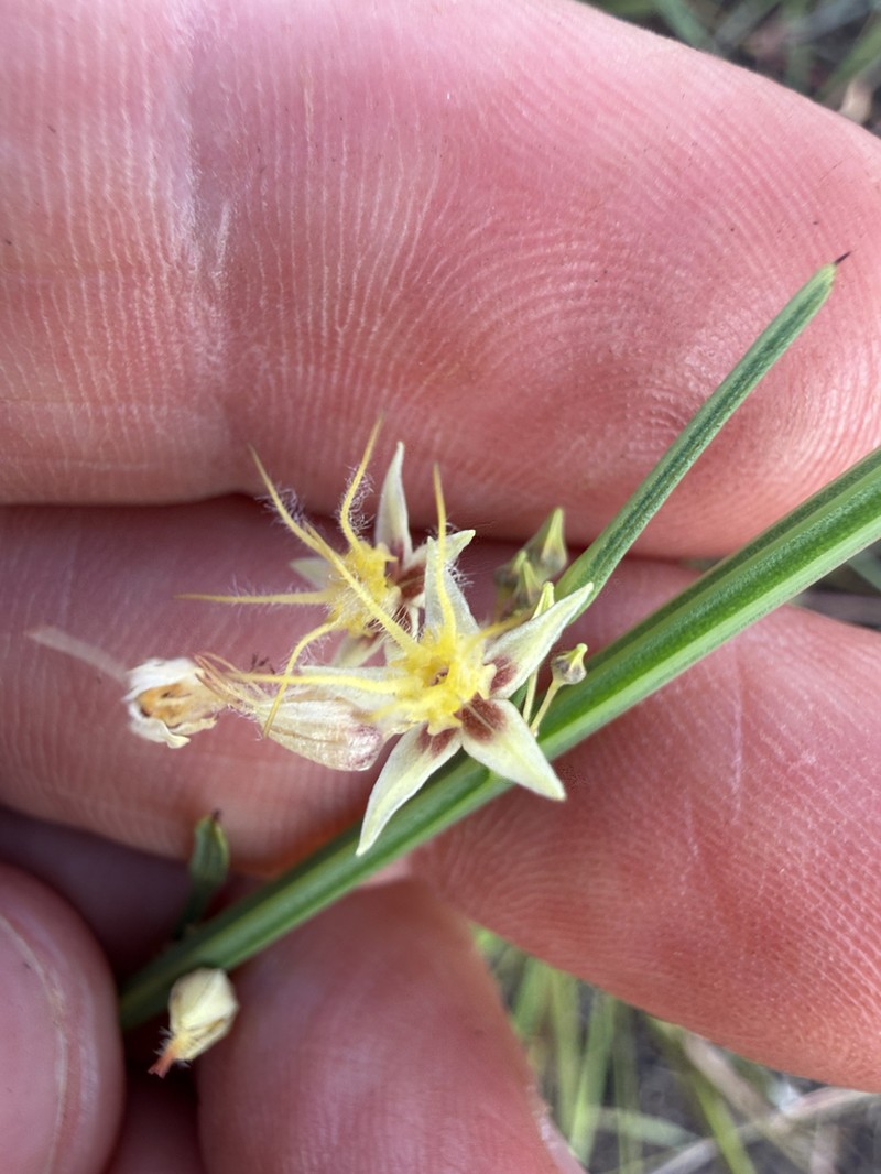 Ayenia genistella photo 2