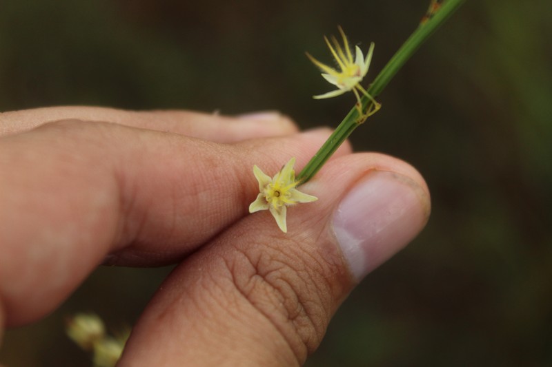 Ayenia genistella photo 4