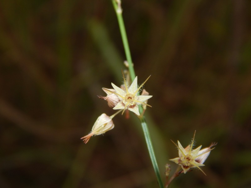 Ayenia genistella photo 5