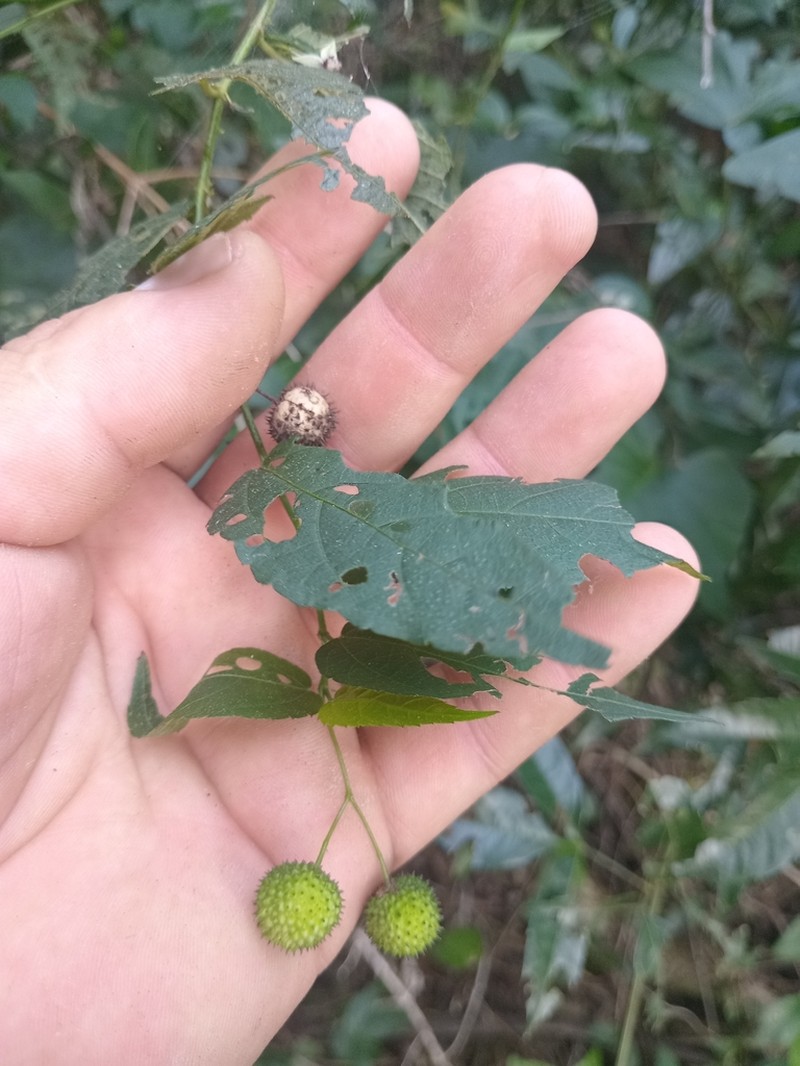 Ayenia gracilipes