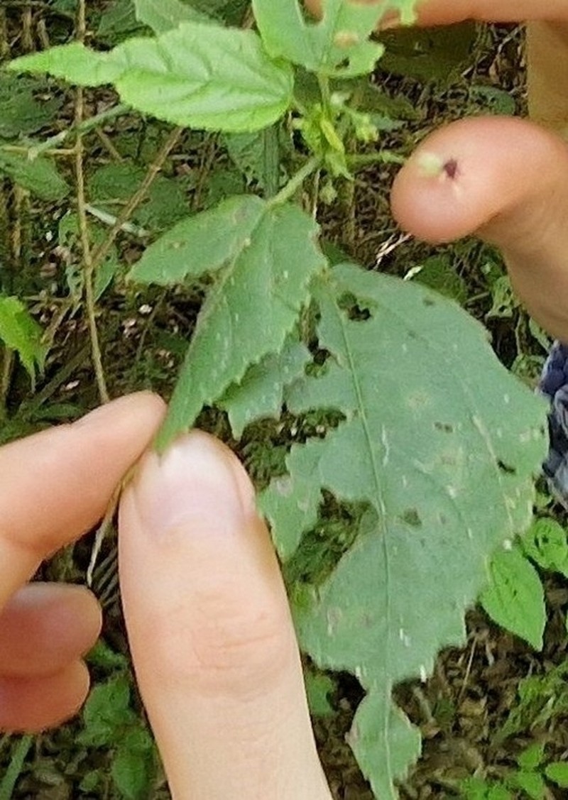 Ayenia gracilipes photo 2