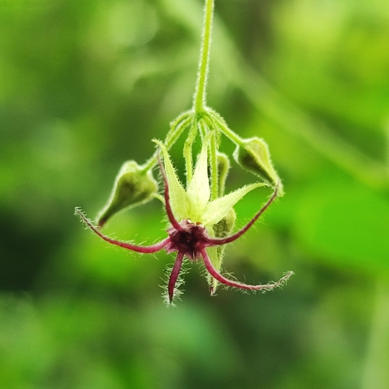 Ayenia gracilipes photo 3