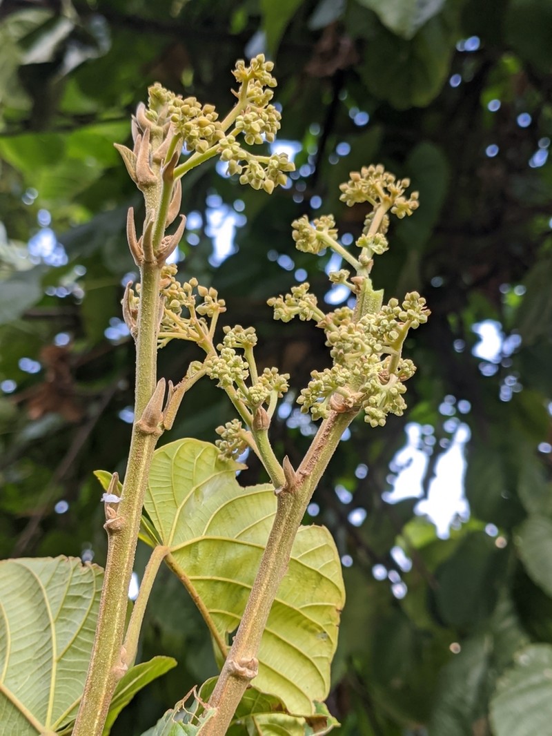 Ayenia grandifolia