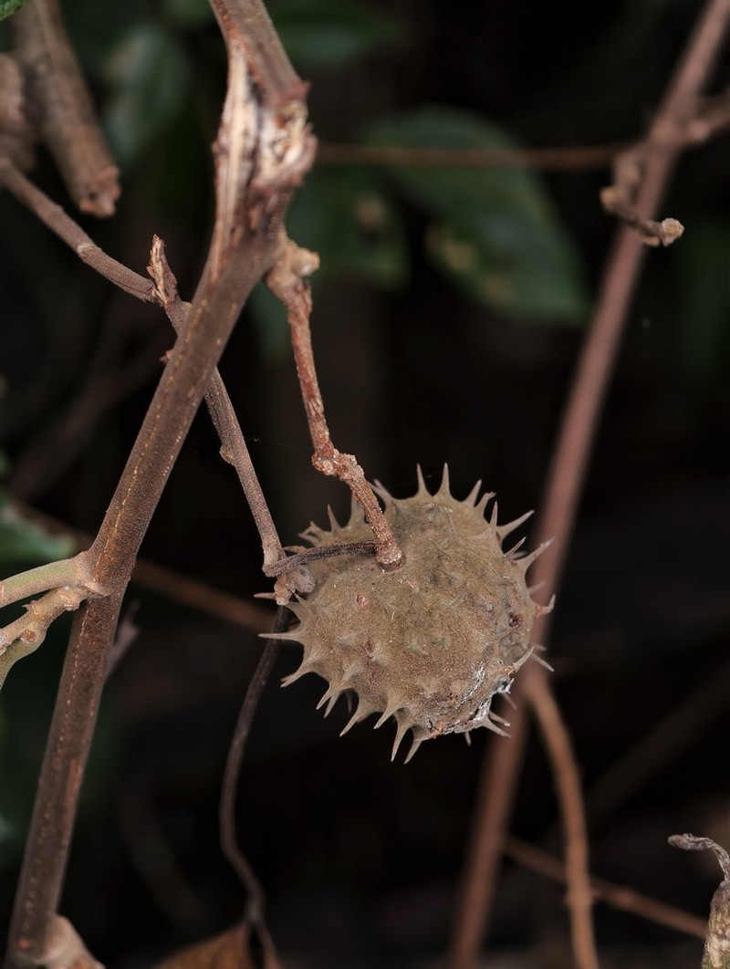 Ayenia grandifolia photo 2